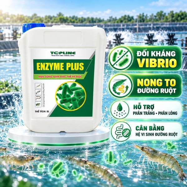 ENZYME PLUS