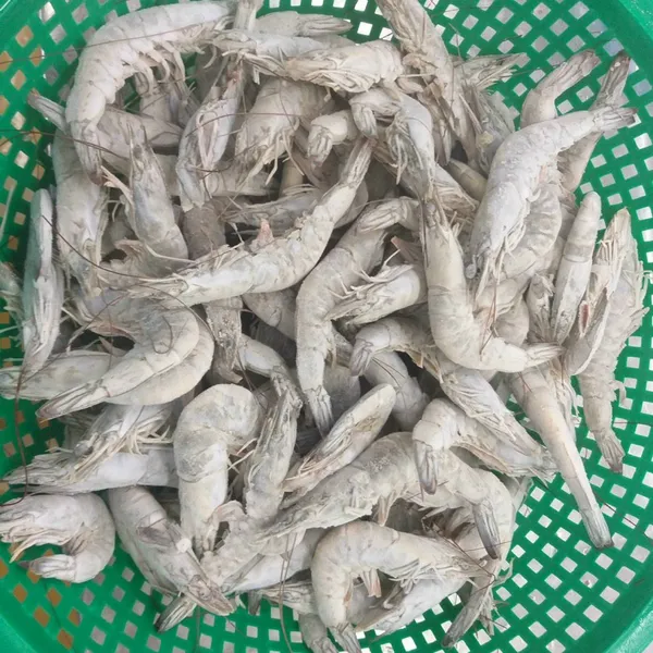Tôm đông lạnh (Black tiger, Vannamei)