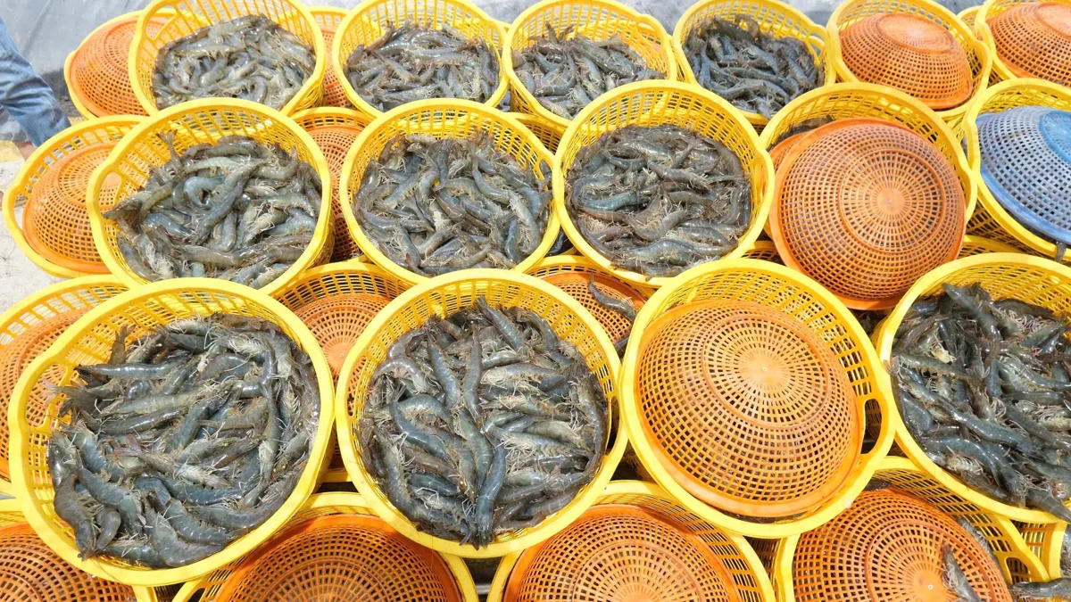 Tôm thu hoạch tại vùng nuôi