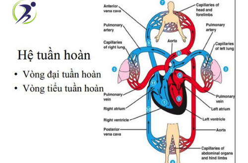 hệ tuần hoàn hệ tuần hoàn
