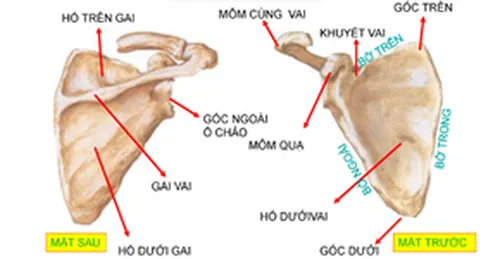 GÃY XƯƠNG BẢ VAI