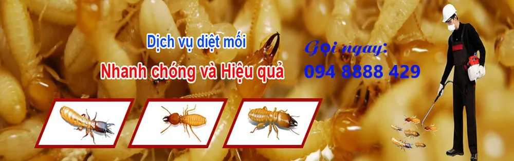 Diệt Mối Tận Gốc TP.HCM - Mang cuộc sống an toàn cho ngôi nhà của bạn