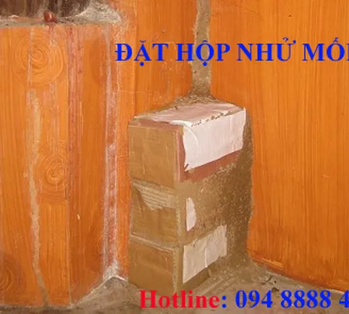 Diệt mối tận gốc tại quận 2