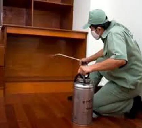 Tại sao bạn phải diệt mối tại Tân Quy - Quận 7