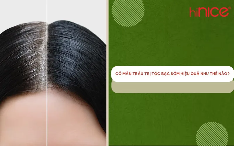 Cỏ mần trầu trị tóc bạc sớm hiệu quả như thế nào?