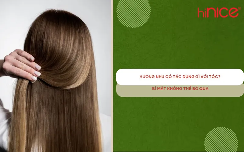 Hương nhu có tác dụng gì với tóc? Bí mật không thể bỏ qua