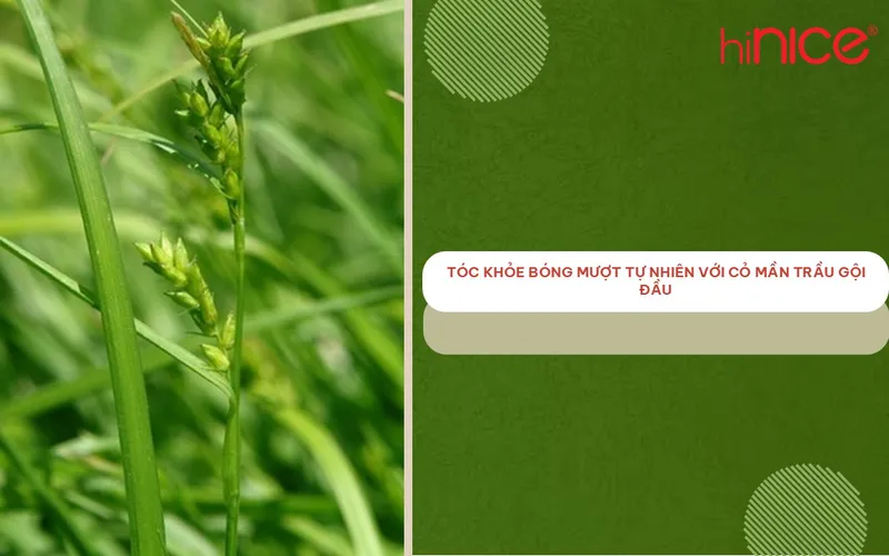 Tóc khỏe bóng mượt tự nhiên với cỏ mần trầu gội đầu