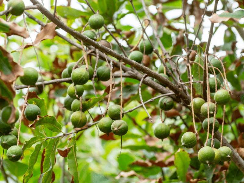 Hạt macca là một loại thực phẩm có chứa rất nhiều chất dinh dưỡng Hạt macca là một loại thực phẩm có chứa rất nhiều chất dinh dưỡng