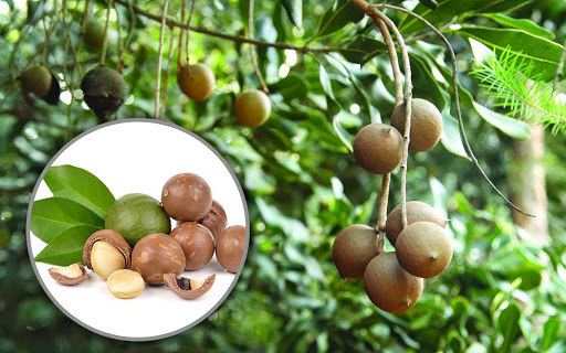 Hy vọng thông qua bài viết này bạn sẽ không còn băn khoăn ăn hạt macca có béo không?