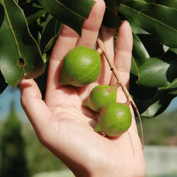 Macca Hộp nhựa 500g