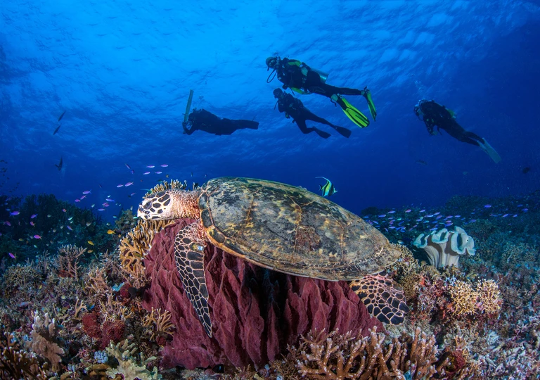 Tubbataha Reefs
