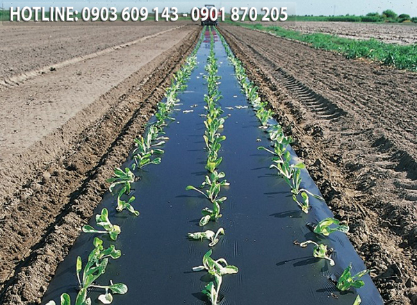 Màng phủ trồng rau củ quả