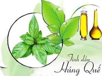 MỘT SỐ CÔNG DỤNG CỦA TINH DẦU HÚNG QUẾ NGUYÊN CHẤT