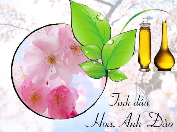 Công dụng tuyệt vời của Tinh Dầu Hoa Anh Đào Nguyên Chất