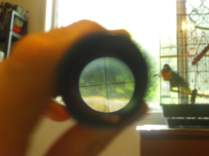 Mua ống ngắm giá rẻ Bushnell 4x20 tại TPHCM