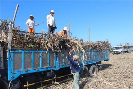 Thu hoạch mía Thu hoach mia