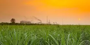 Đường tồn kho cao nhất lịch sử ngành mía đường