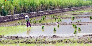 Nông dân bỏ mía chuyển nuôi tôm - lúa cho hiệu quả gấp đôi