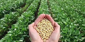 Nông dân Brazil bỏ mía đổ xô sang trồng đậu tương bán cho Trung Quốc