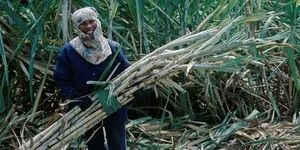 Thái Lan cắt giảm xuất khẩu 500.000 tấn đường vì giá giảm