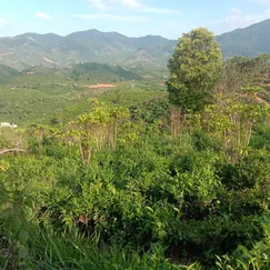 CẦN BÁN XẢ LỖ 3 LÔ ĐẤT TẠI LỘC NAM - BẢO LÂM GIÁ 220TR/LÔ