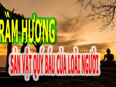 TRẦM HƯƠNG SẢN VẬT QUÝ BÁU CỦA LOÀI NGƯỜI