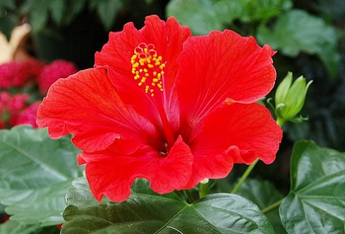 hoa-dam-but-9.jpg (68 KB)