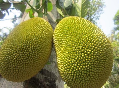 hoa-qua-khong-nen-bay-cung-2.jpg (47 KB)