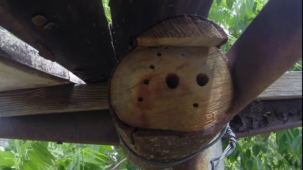 Ong làm tổ trong nhà: Khám phá sự tinh tế và khéo léo của con người trong việc để những chú ong xây tổ trong những vị trí không ngờ. Bức ảnh này sẽ giúp bạn có được cái nhìn toàn cảnh về cuộc sống của những con ong tuyệt vời này.
