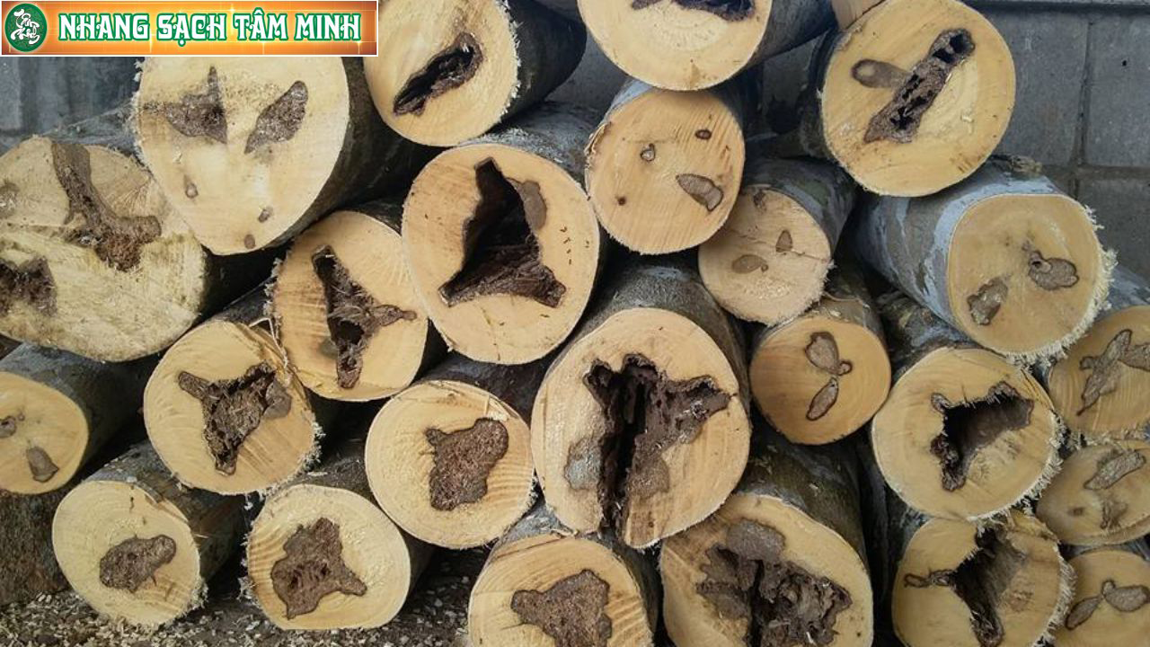 tram-huong-la-gi-04.png (1.24 MB)