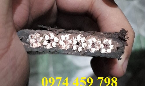 cap-det-cau-truc-tren-ray-c cap-det-cau-truc-tren-ray-c