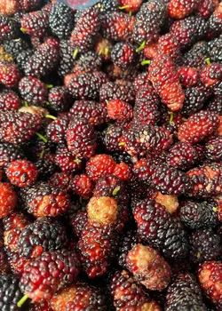 Nước cốt Dâu tằm vị Bạc Hà