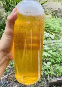 Mật ong Cỏ Kim nguyên chất
