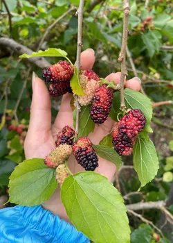 Nước cốt Dâu tằm vị Bạc Hà