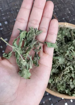 Bạc hà thái khúc sấy khô