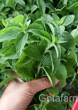 Bạc hà tươi cắt cành