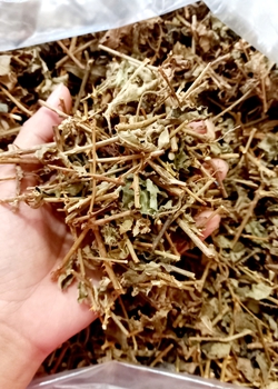 Cà gai leo sấy khô 100gr