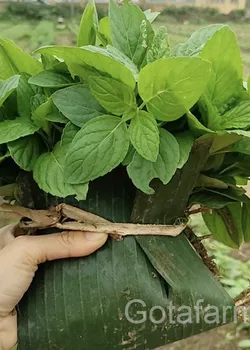 Cây giống Bạc Hà Kosimint Nhật SW88