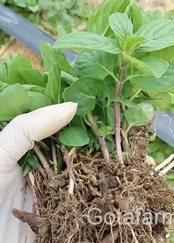 Cây giống Bạc Hà Kosimint Nhật SW88