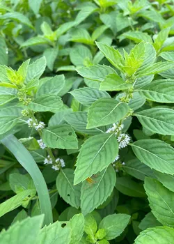 Tinh dầu nguyên chất treo xe ô tô, tủ quần áo