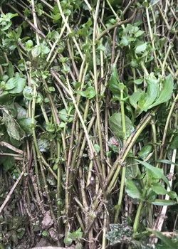 Ngó giống Bạc Hà Kosimint Nhật SW88