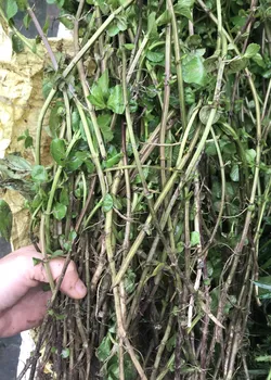 Ngó giống Bạc Hà Kosimint Nhật SW88