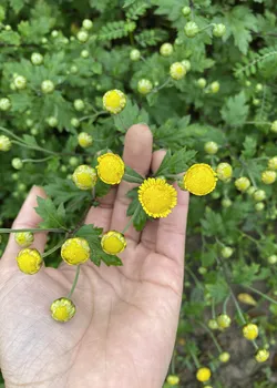 Trà Hoa Cúc Cổ Gotafarm