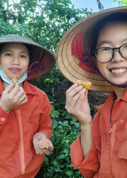 Dấm quả Chay Chua