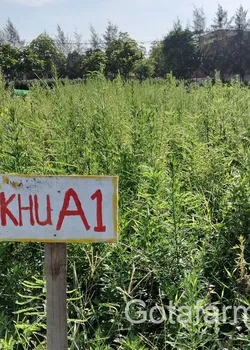 Trà Ngải cứu già hoa sấy thơm sạch