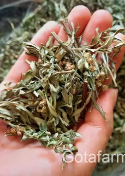 Trà Ngải cứu già hoa sấy thơm sạch