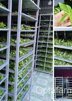 Trà Bạc Hà sấy lạnh vị nguyên bản