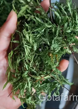 Trà đinh lăng sấy khô thơm sạch