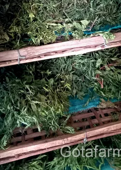 Trà đinh lăng sấy khô thơm sạch