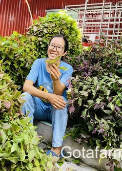 Trà Tía Tô sấy khô thơm sạch